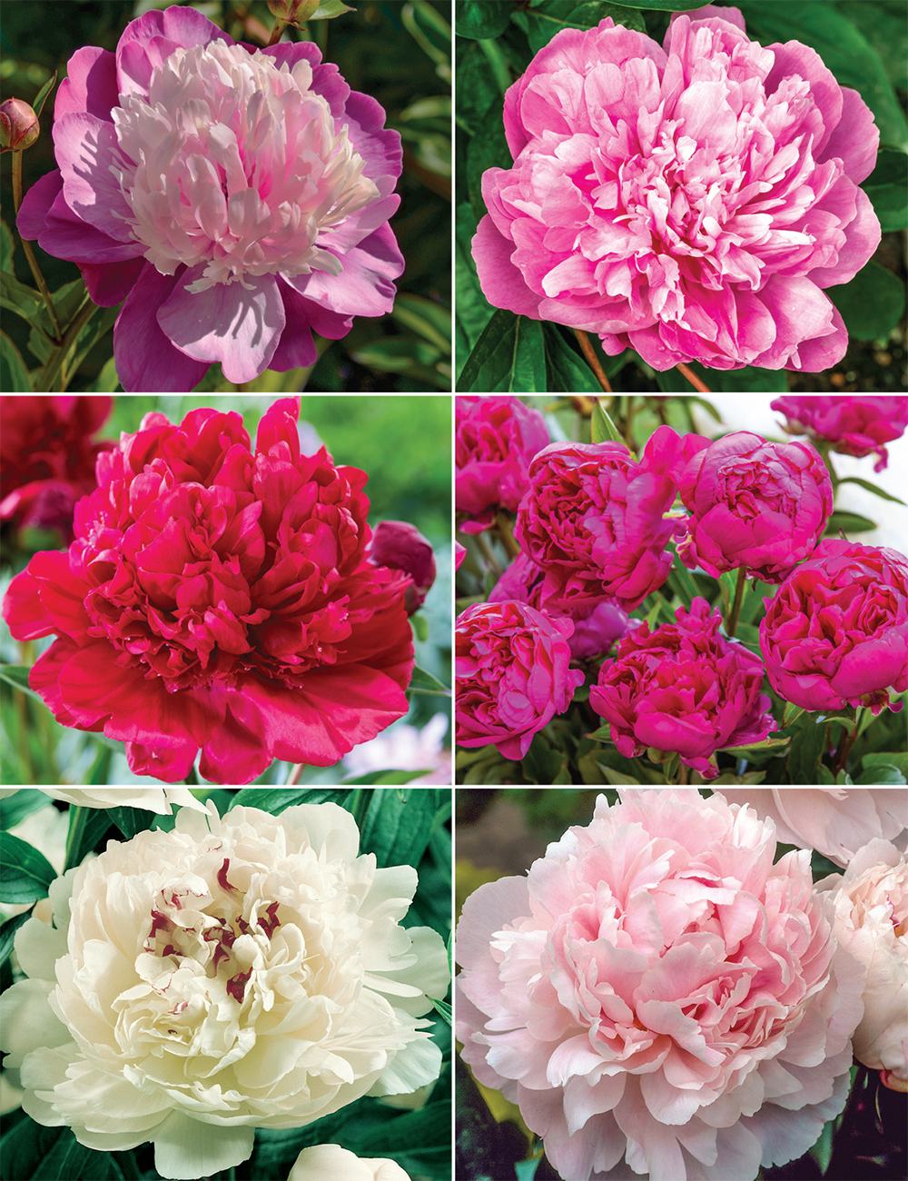 Cottage Peonies (reduced) Collection