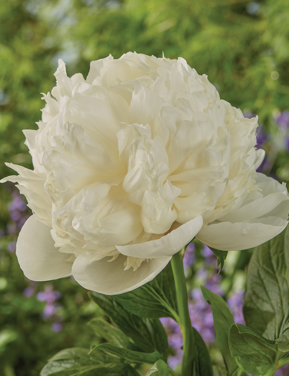 Peony 'Colonel Owen Cousins'