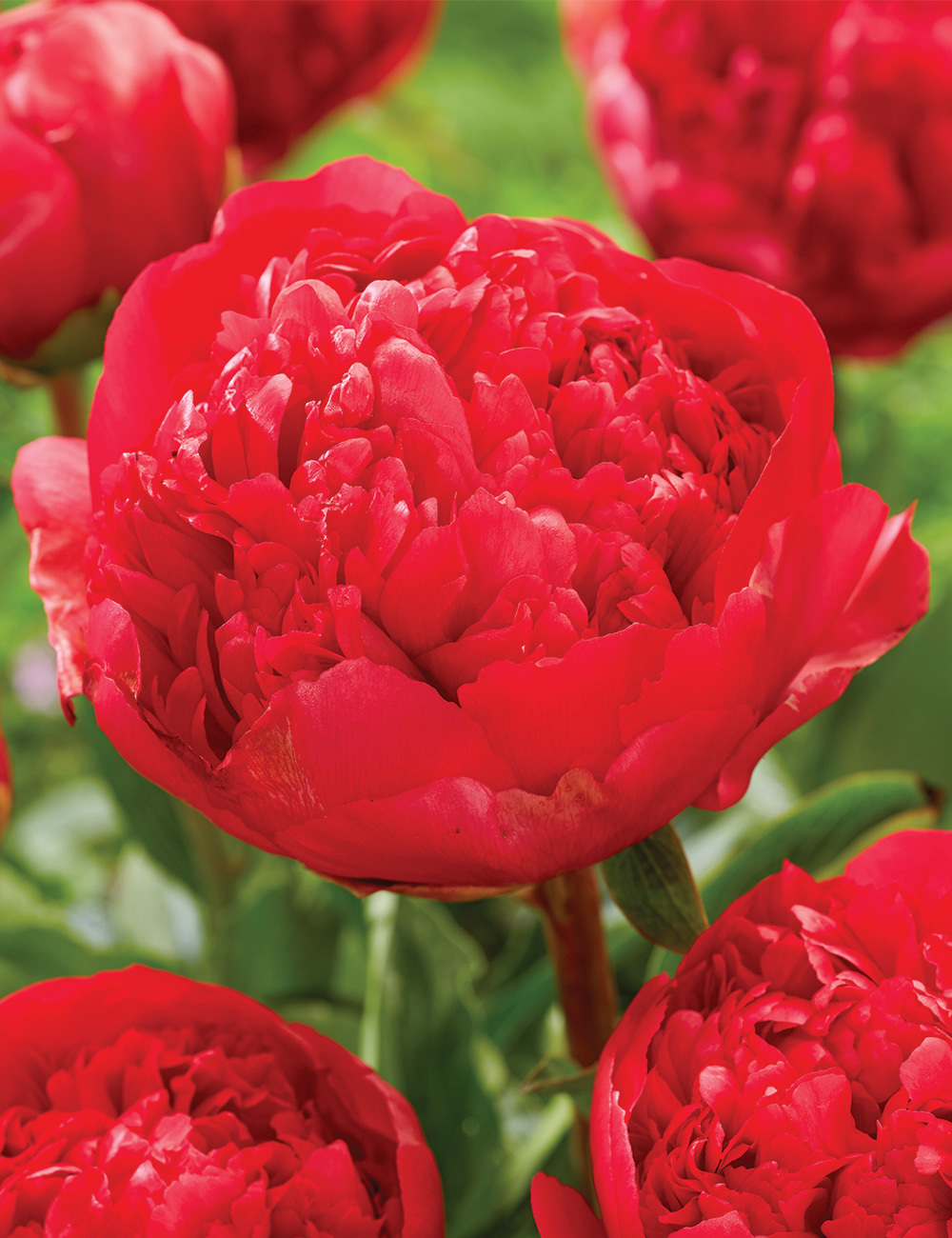 Peony 'Command Performance'