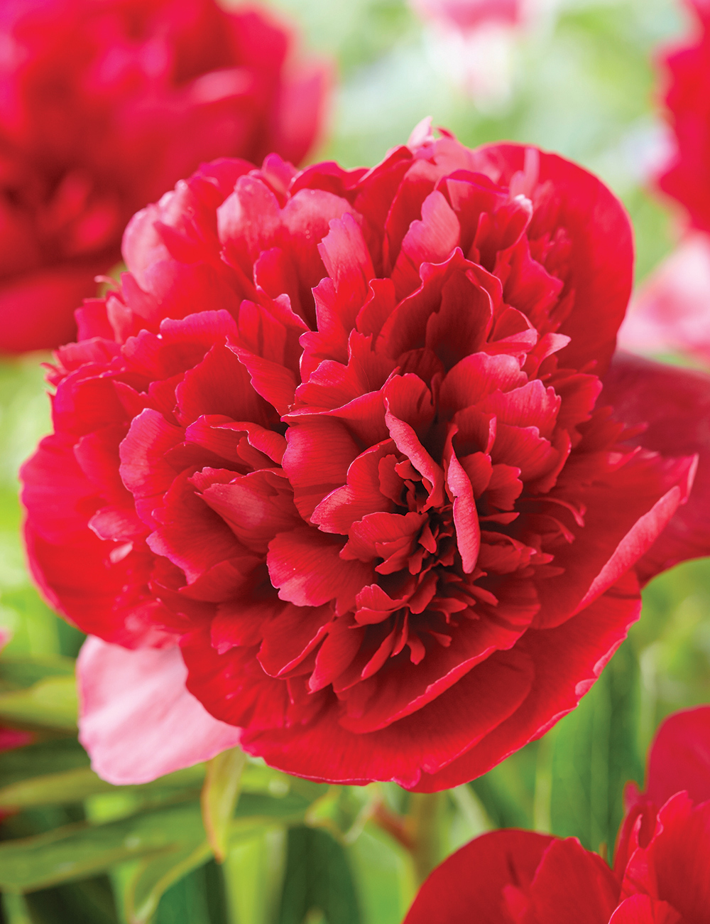 Peony 'Christmas Velvet'