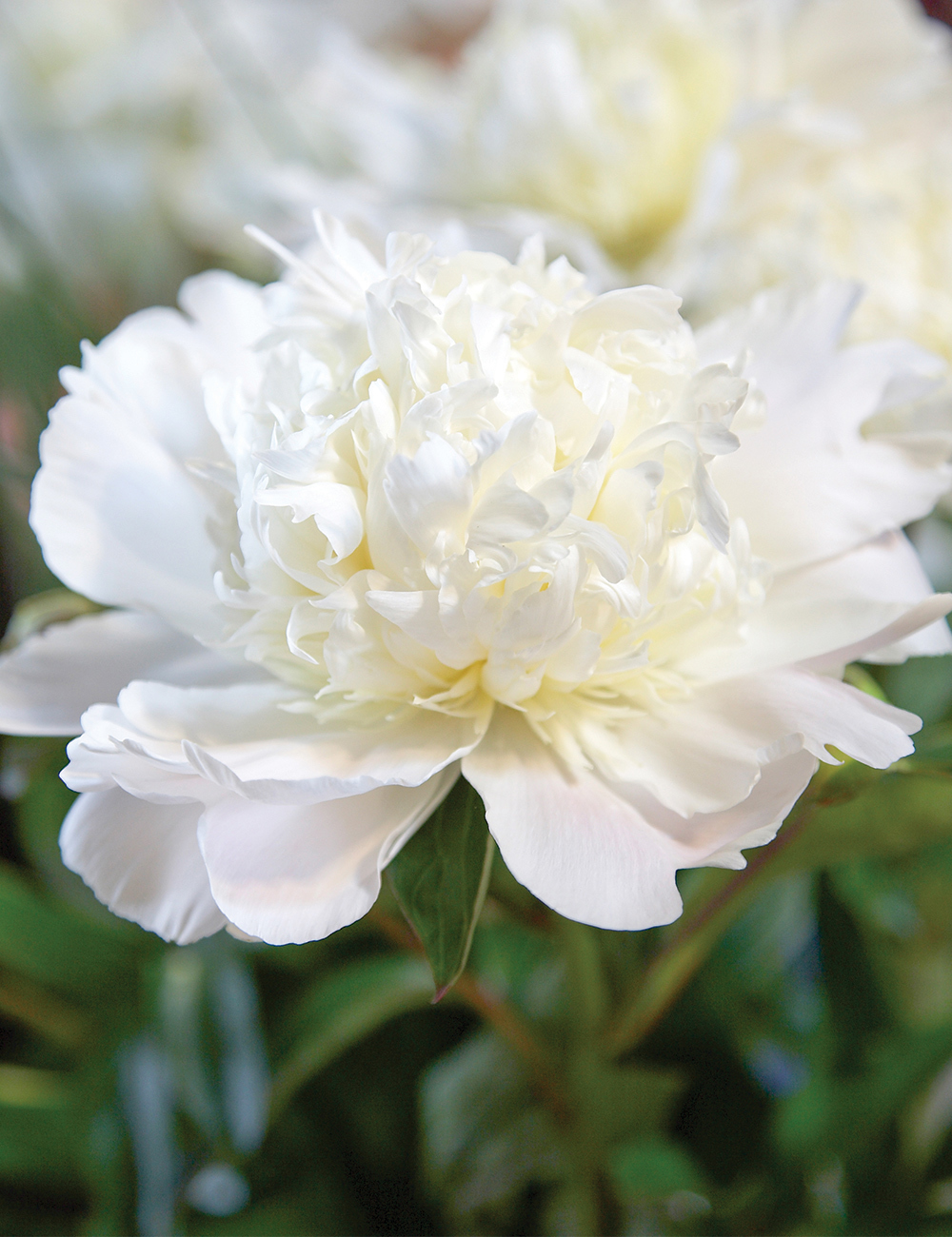 Peony Rose 'Charlie's White'