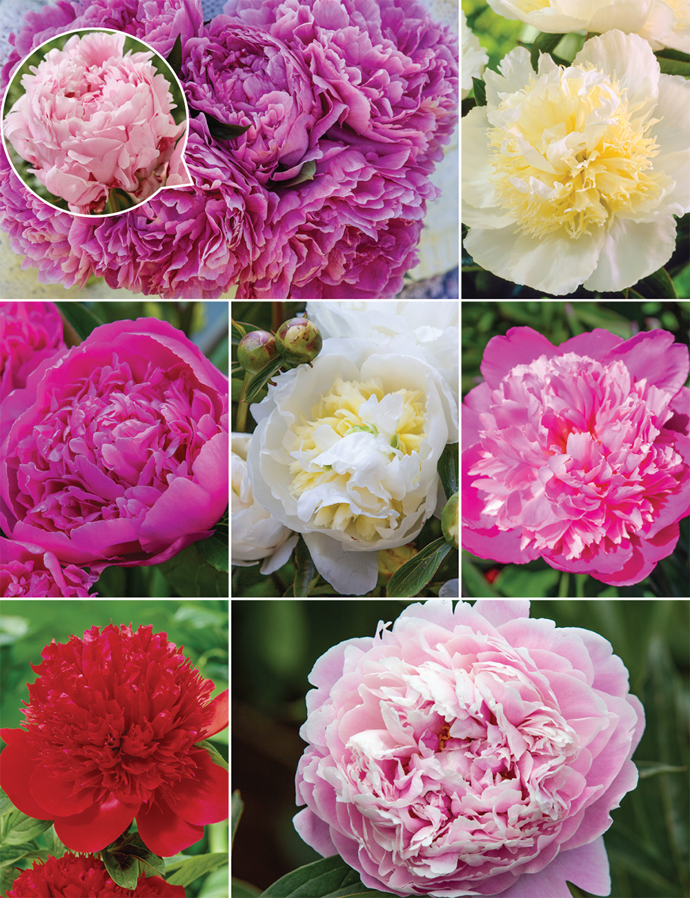 Peony Roses Collection No2 (reduced)