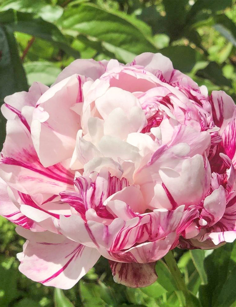 Peony Rose 'Candy Stripe'