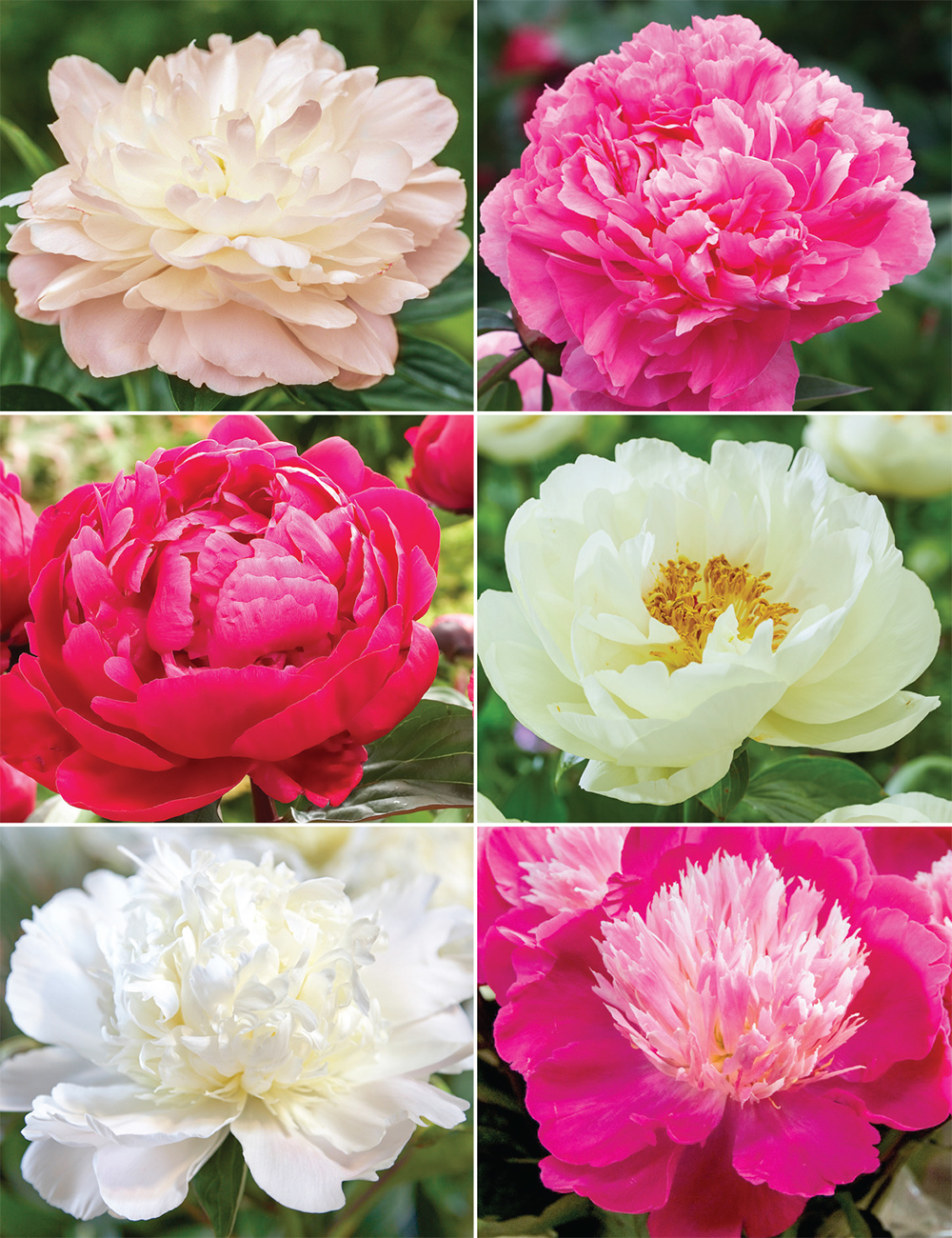 Romance Peonies Collection