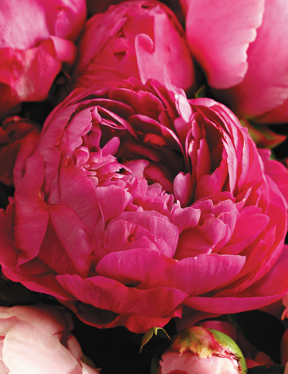 Peony 'Dr Greveaux'