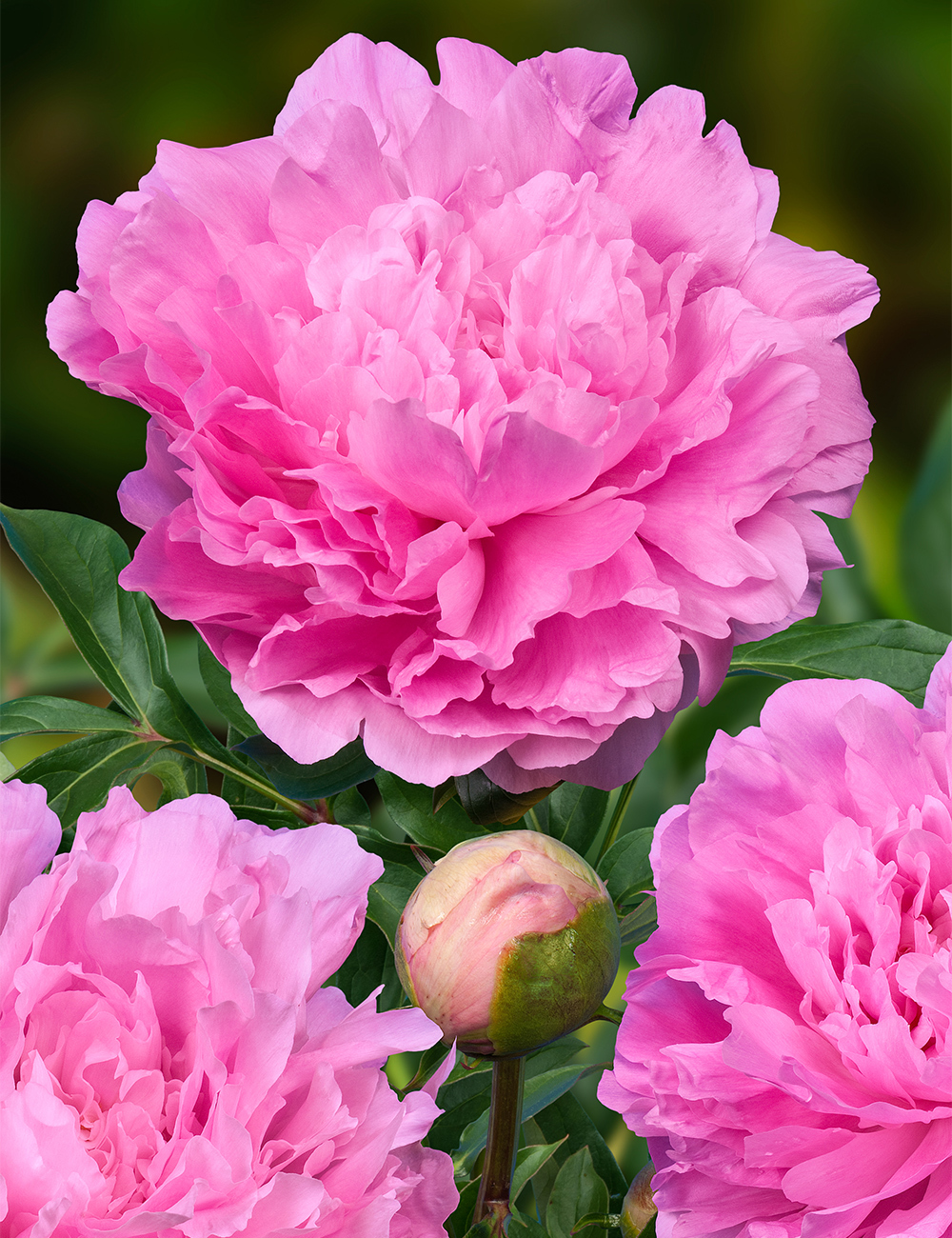 Peony Rose 'Dinner Plate'