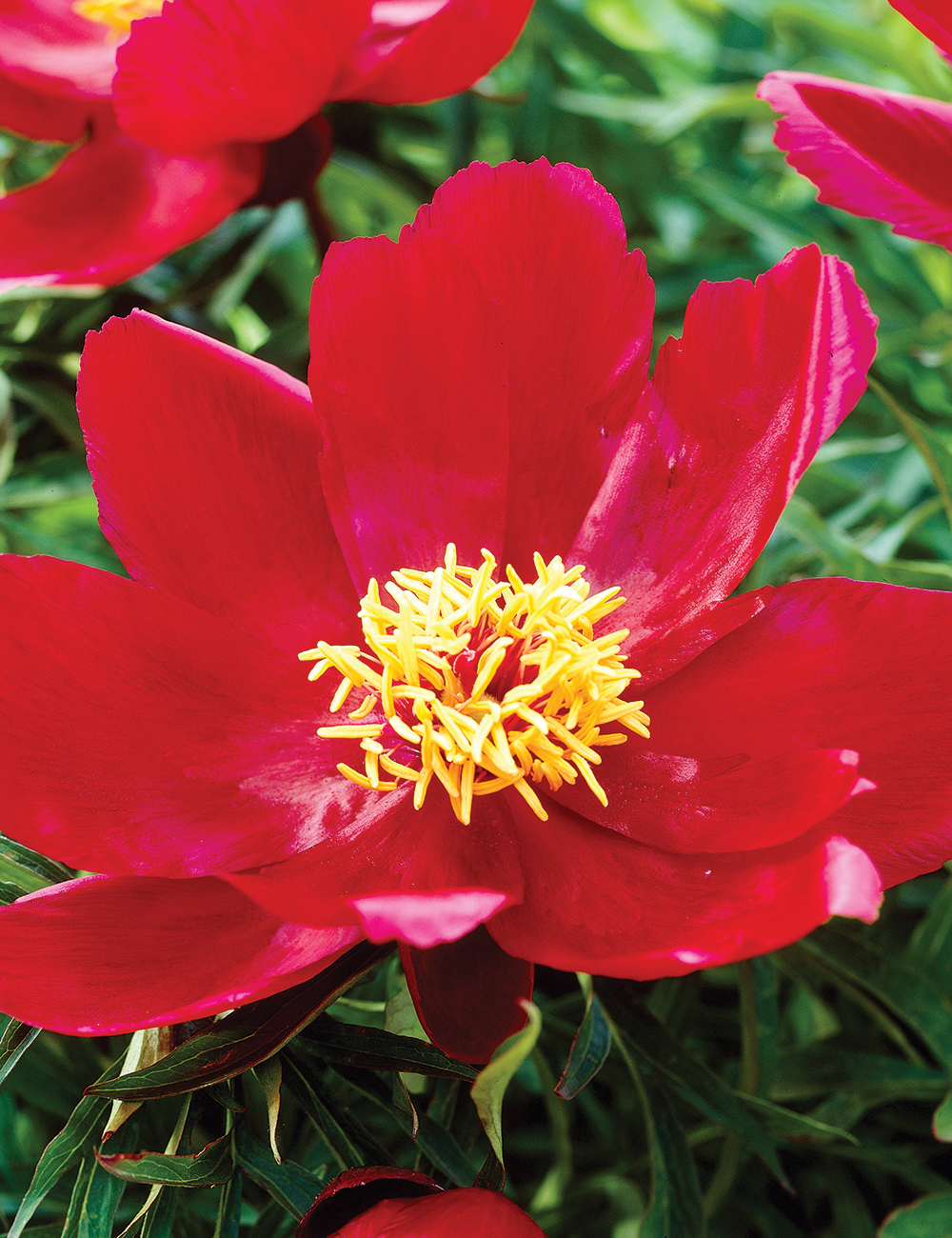 Peony 'Early Scout'