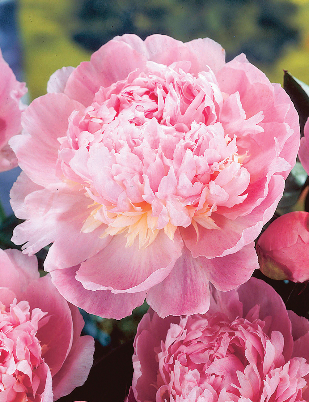 Peony Roses Early Delight