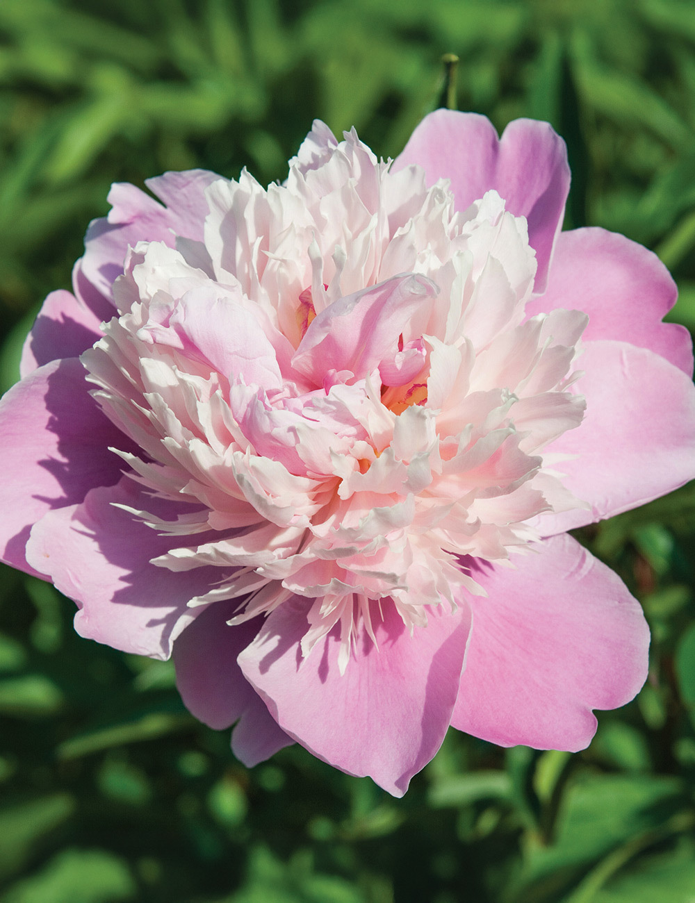 Peony Roses Early Delight