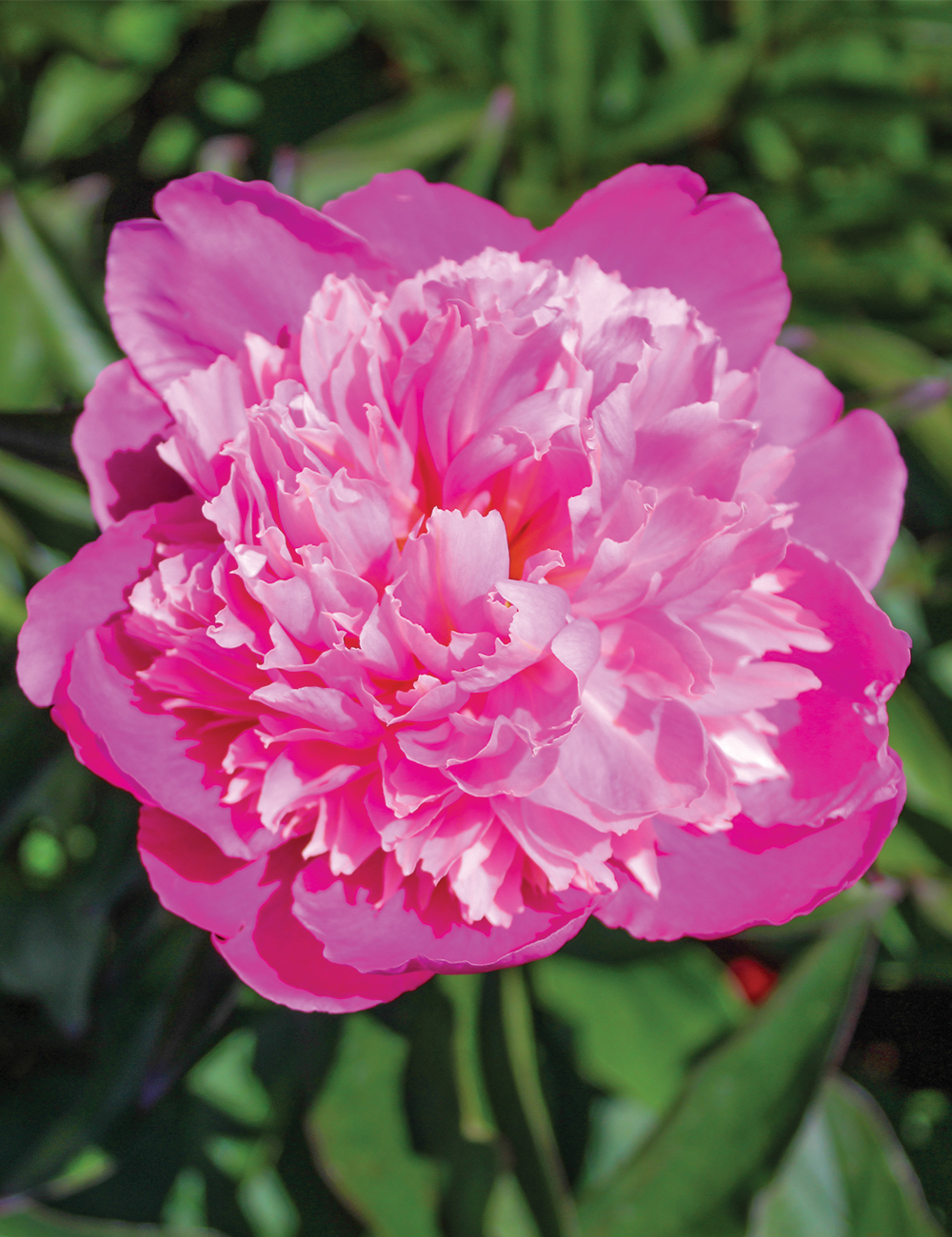 Peony Rose 'Madame Emile Debatene'