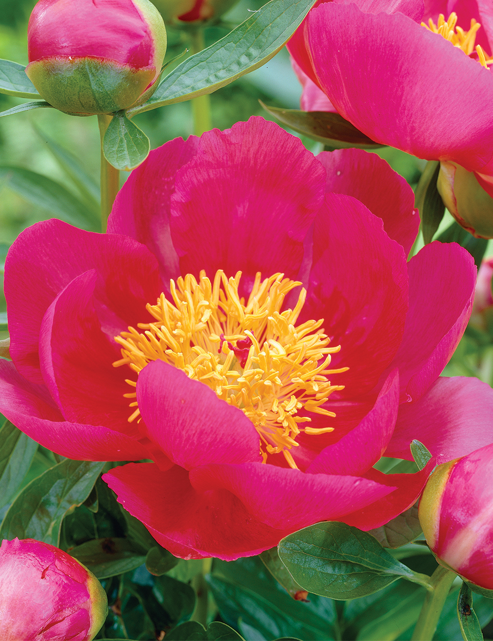 Peony 'Flame'