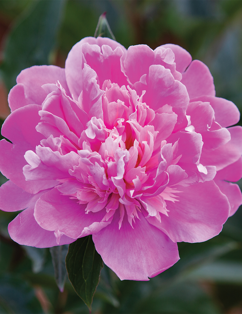 Peony Rose 'Felix Crousse'