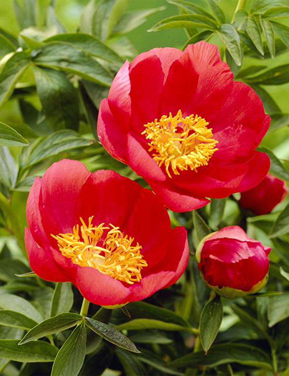 Peony Rose 'Flame'