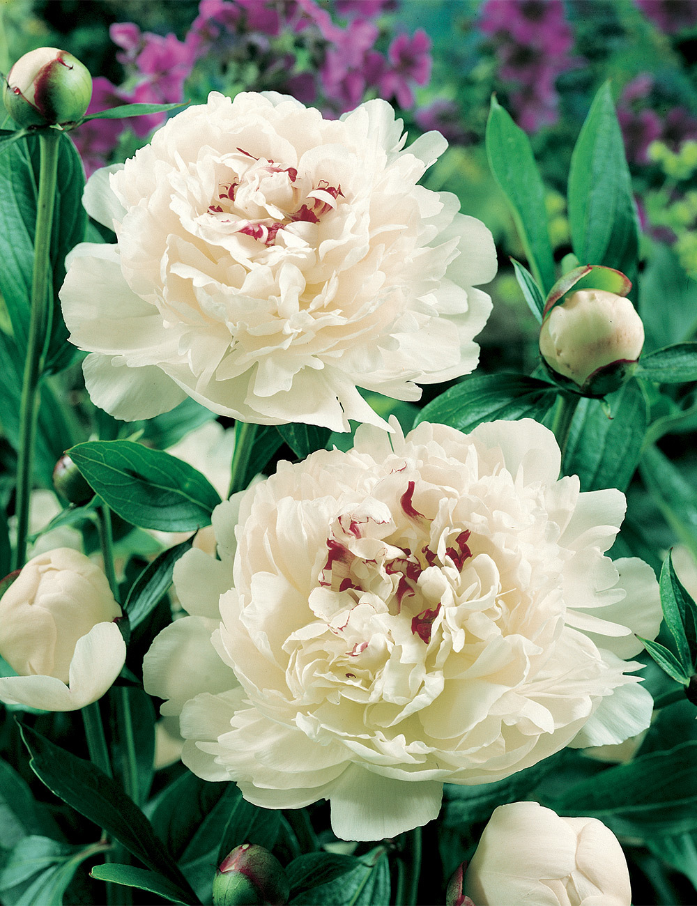 Peony 'Festiva Maxima'