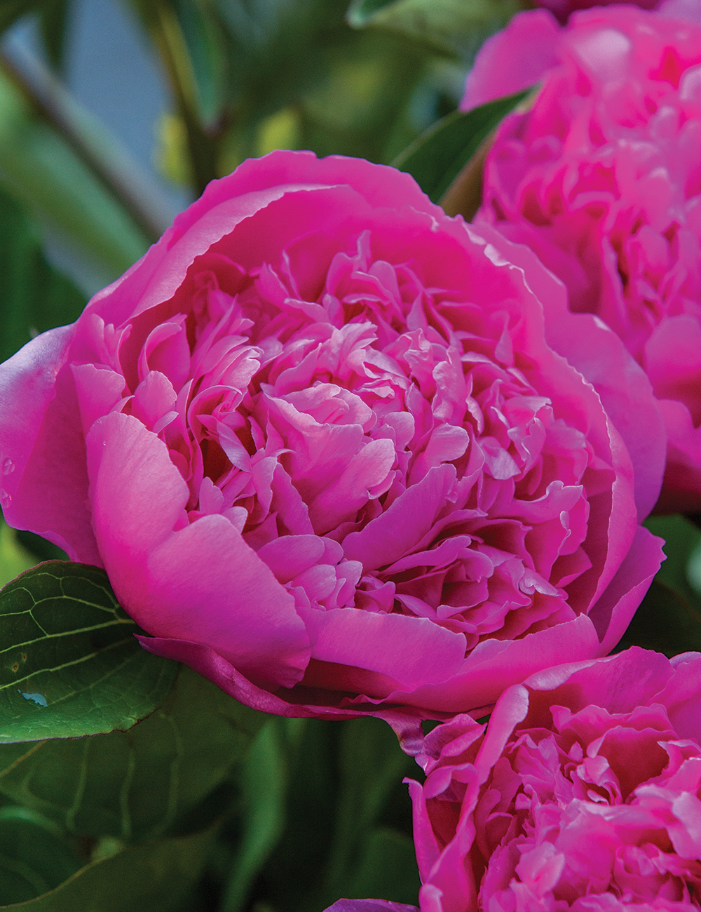 Peony 'Felix Supreme'