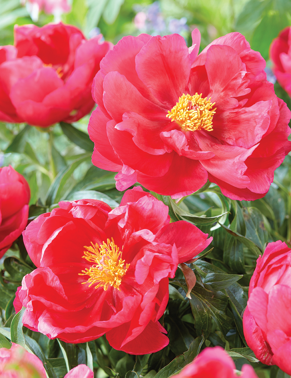 Peony 'Coral Fay'