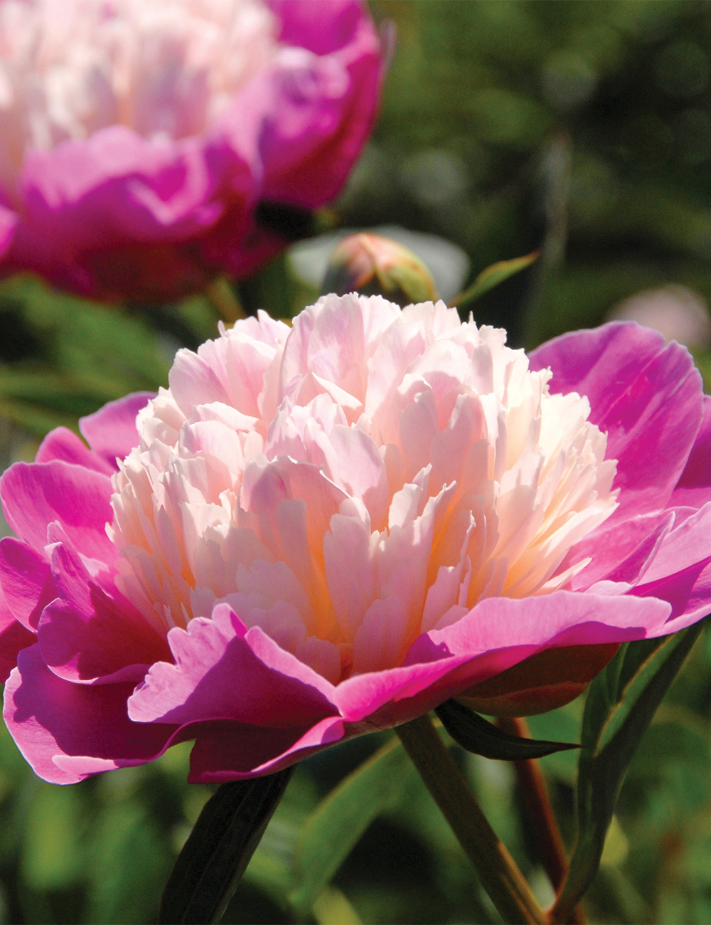 Peony 'Gay Paree'