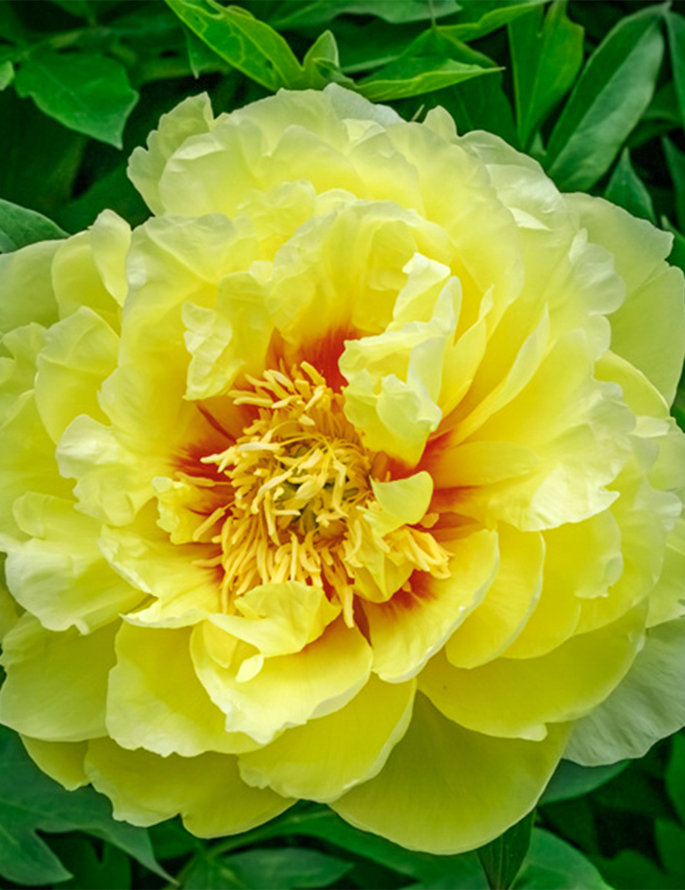 Itoh Peony  'Garden Treasure'