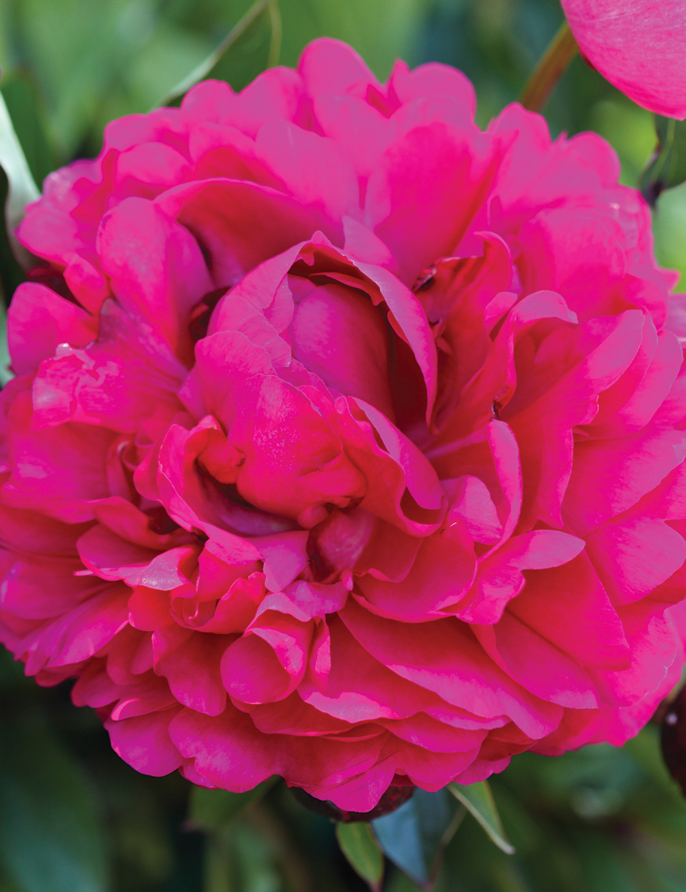 Peony Rose 'Madame Jos Odier'