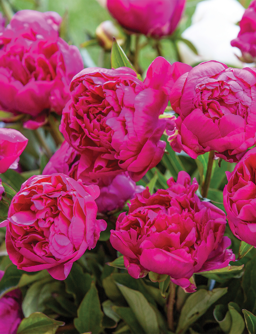 Peony Rose 'Karl Rosenfield'