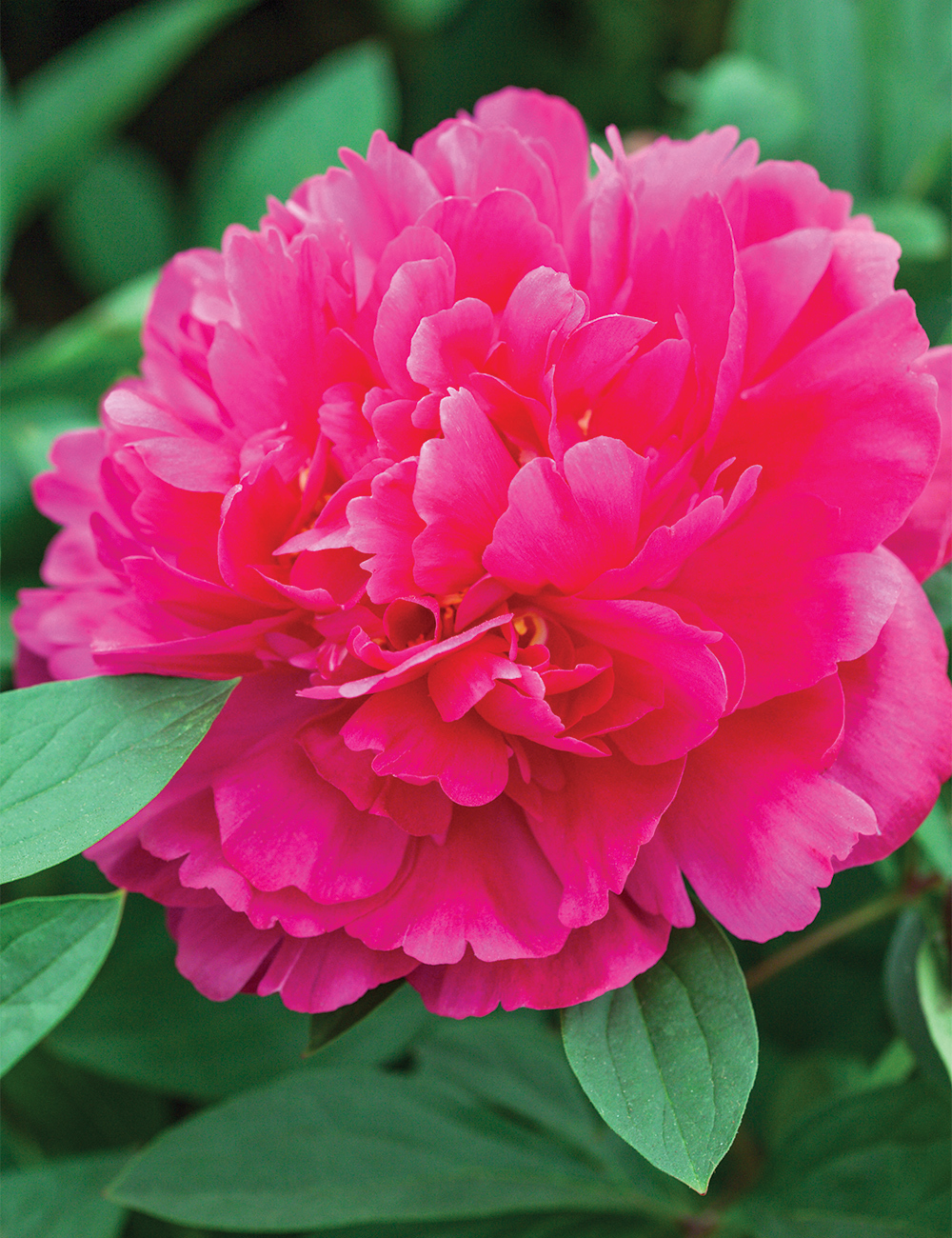 Peony Rose 'Kansas'