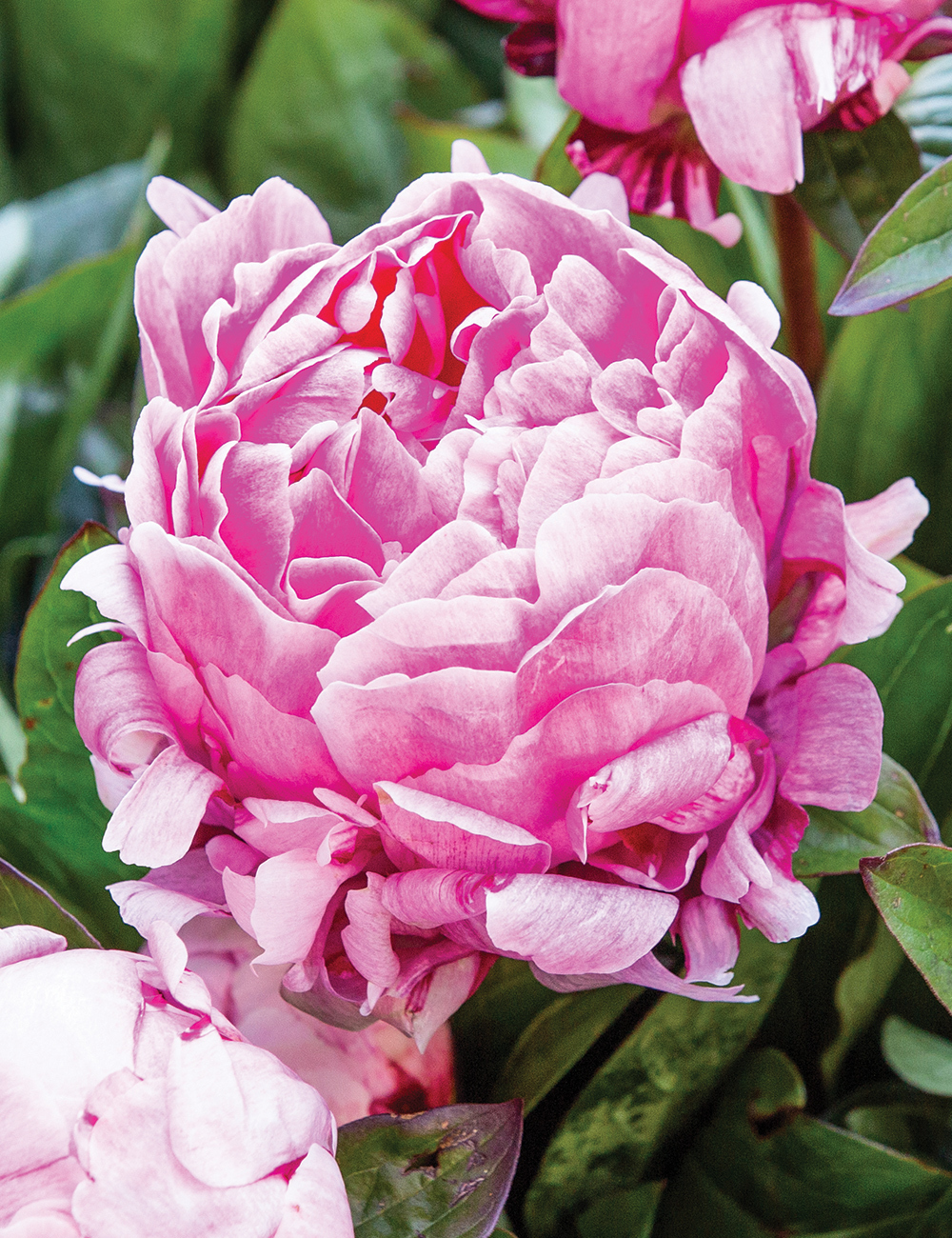 Peony Rose 'Lady Alexandra Duff'