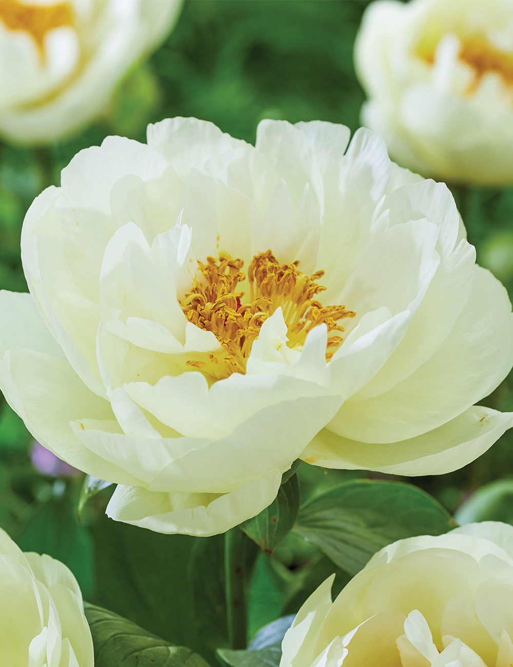 Peony 'Lemon Chiffon'