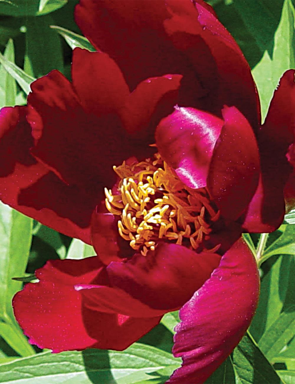 Peony 'Lights Out'