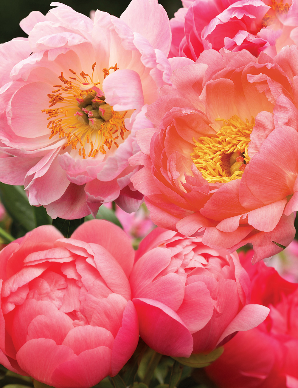 Peony Rose Mixed Corals