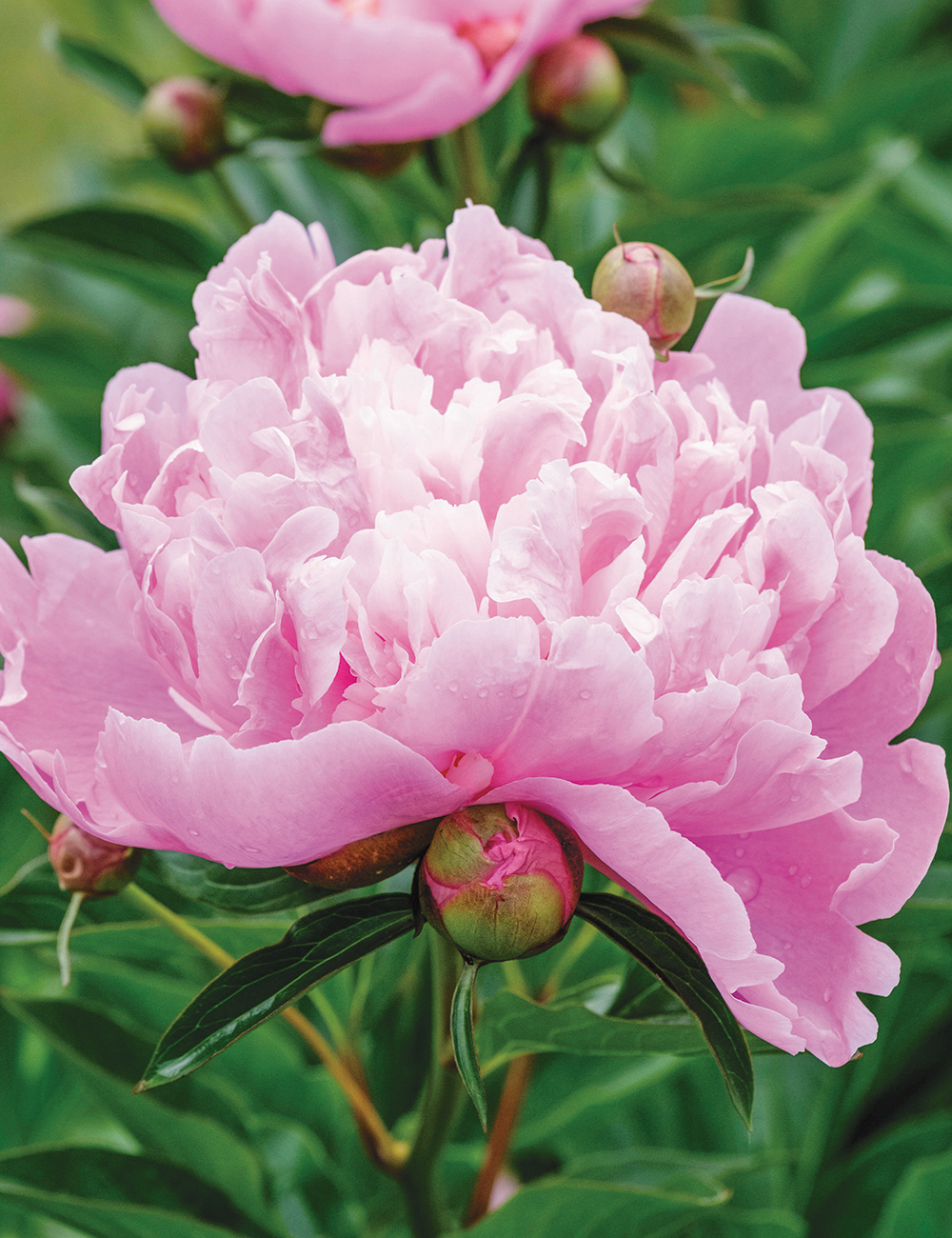 Peony Rose 'Monsieur Jules Elie'