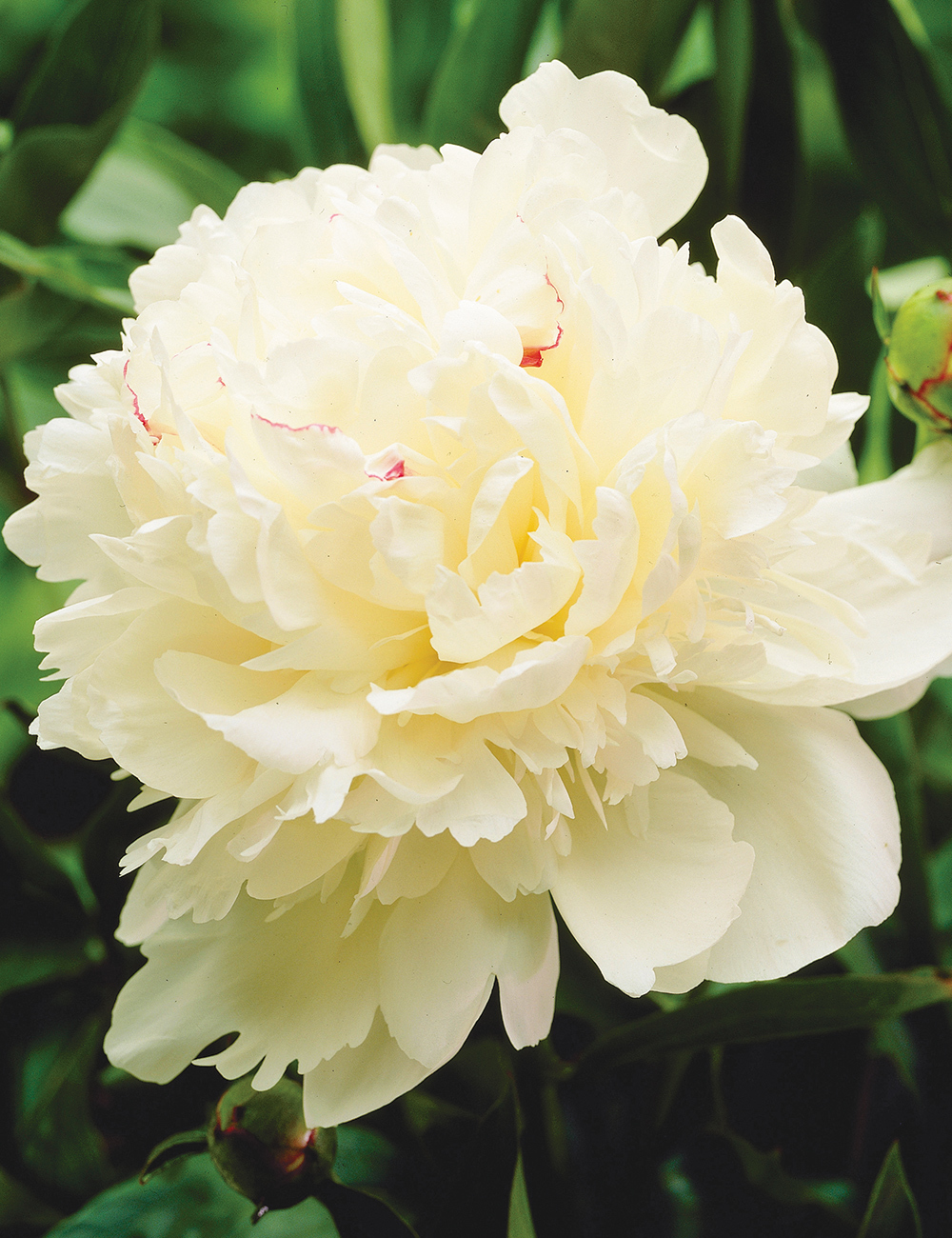 Peony Rose 'Marie Lemoine'