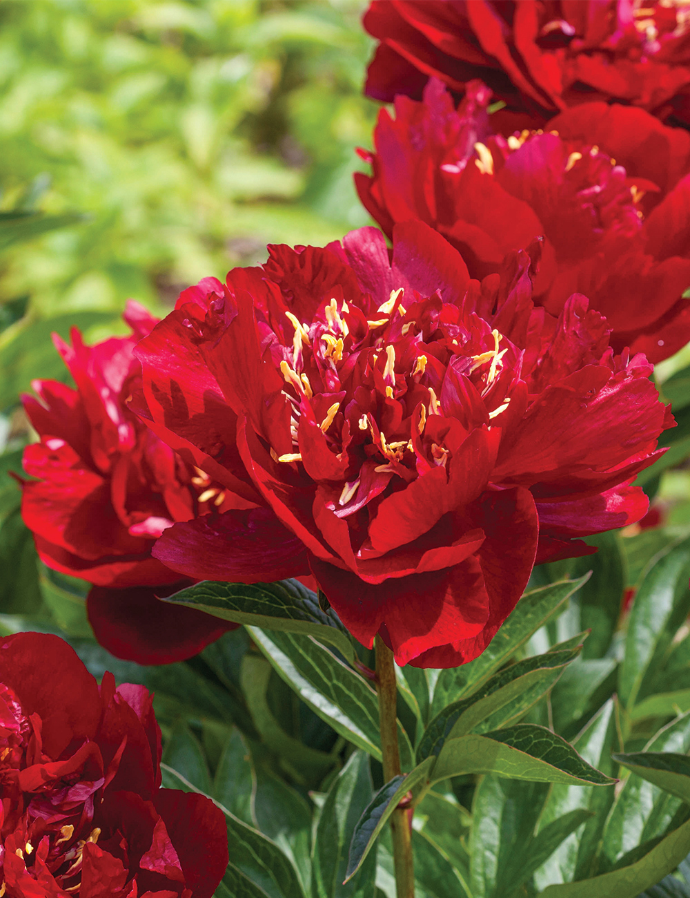 Peony Rose 'Red Magic'