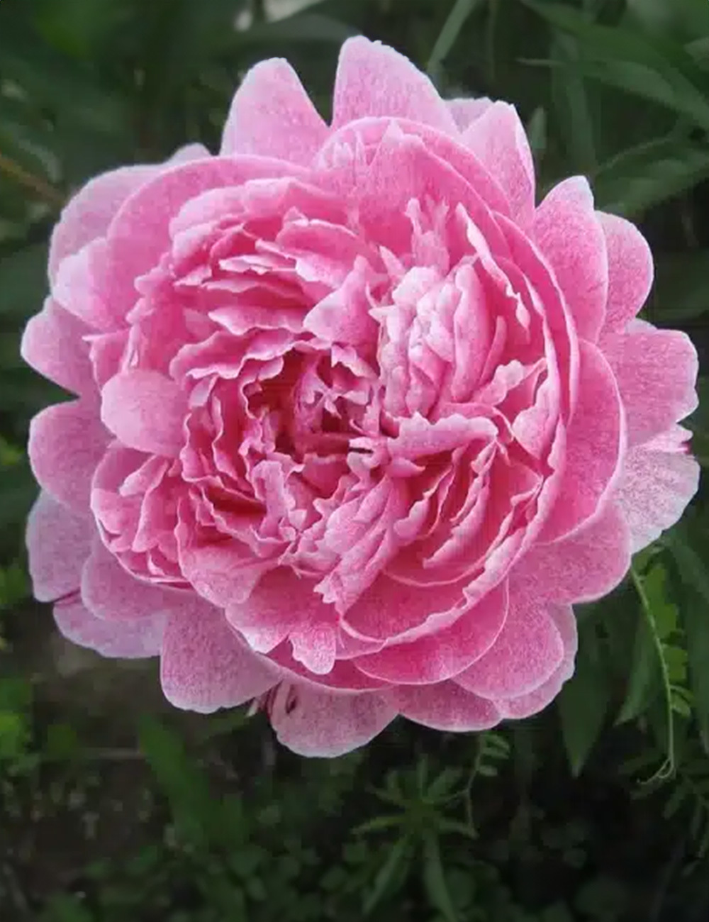 Peonies 'Maltais'