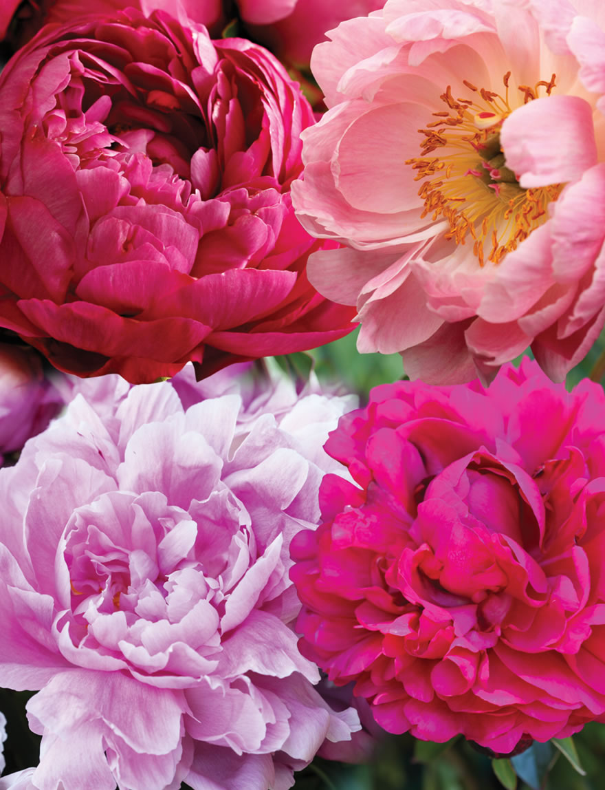Peony Rose Mixed