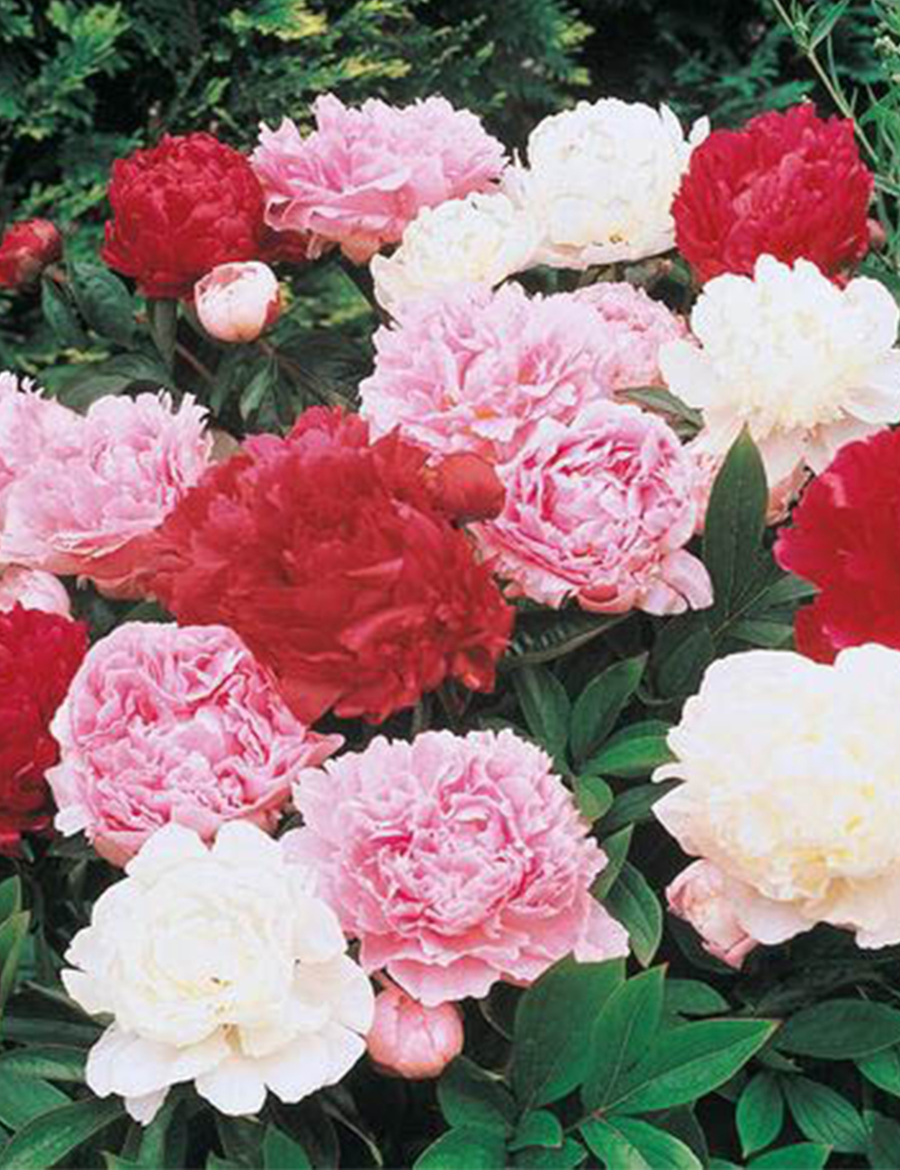 Peony Rose Mixed