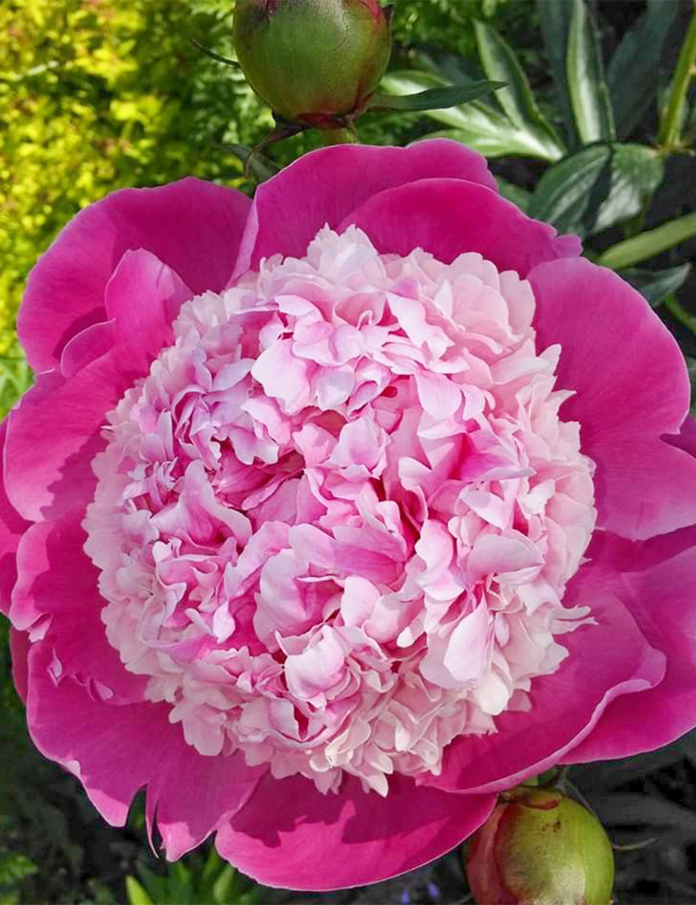 Peony 'Pink Derby'