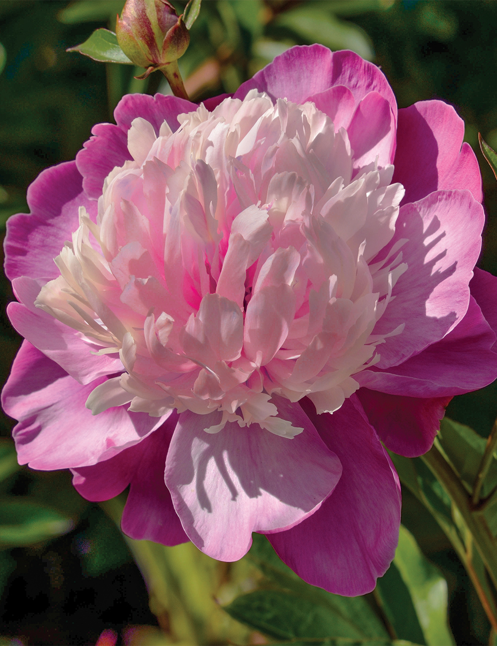 Peony 'Pink Derby'