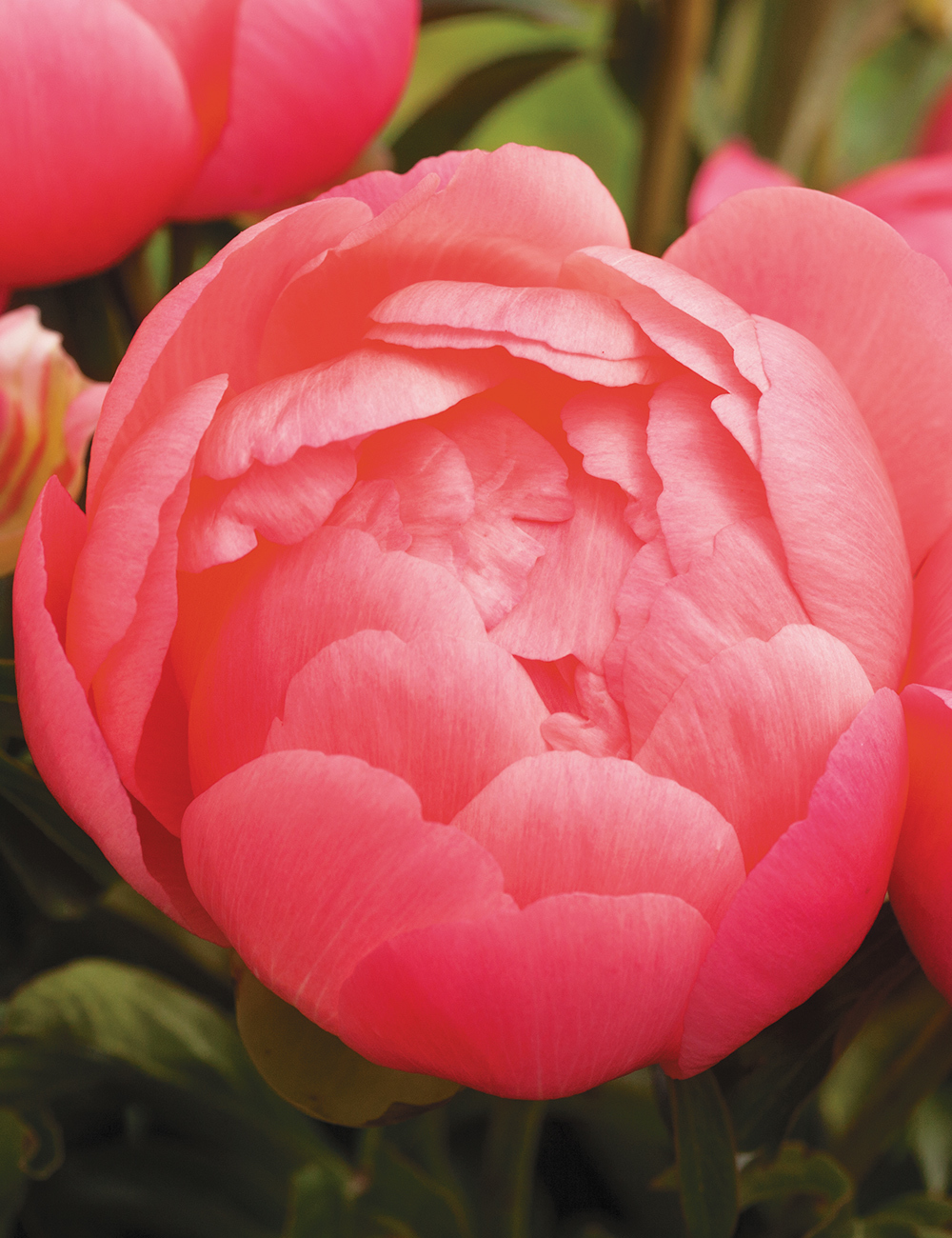 Peony 'Pink Hawaiian Coral'