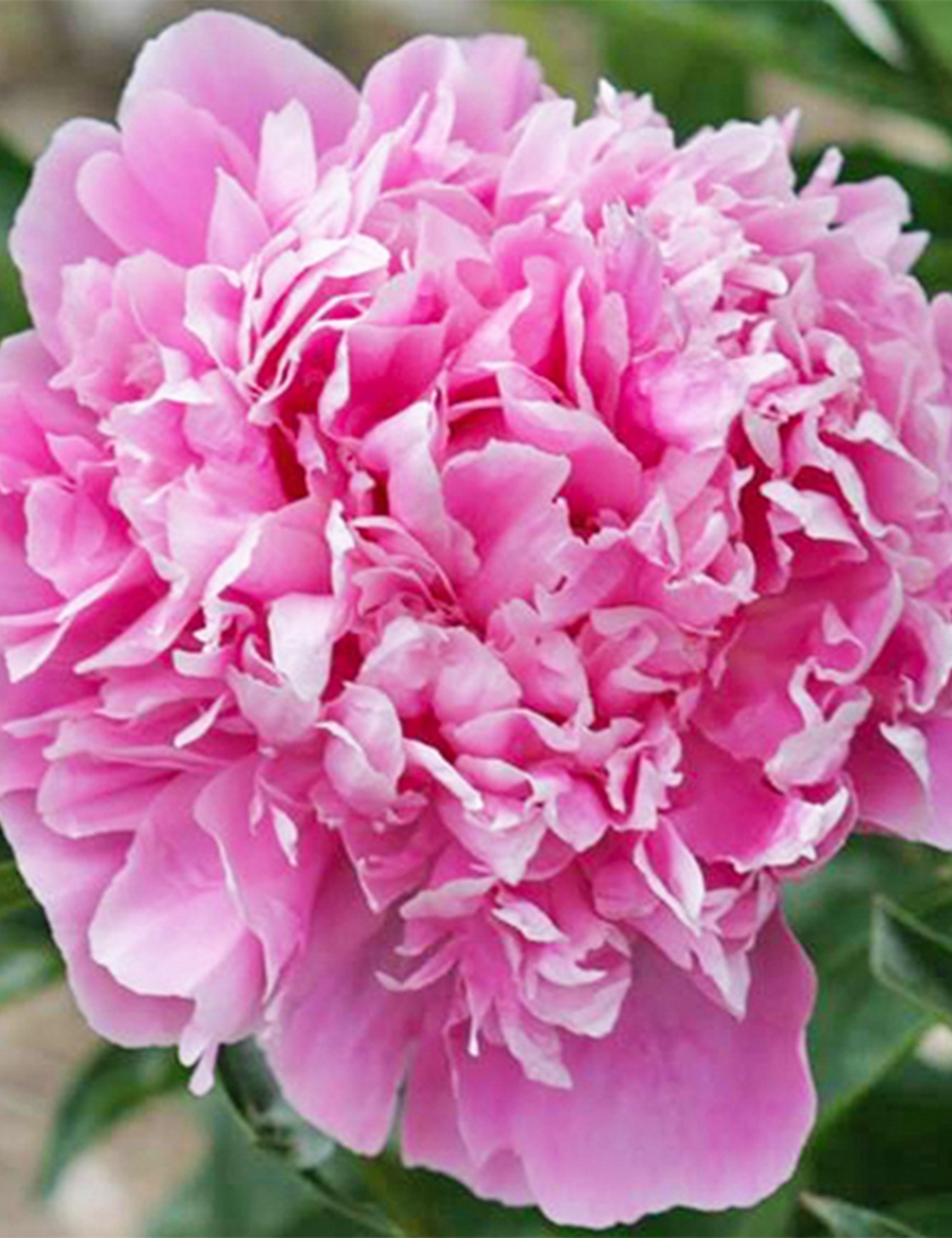 Peony Rose 'Pink Parfait'