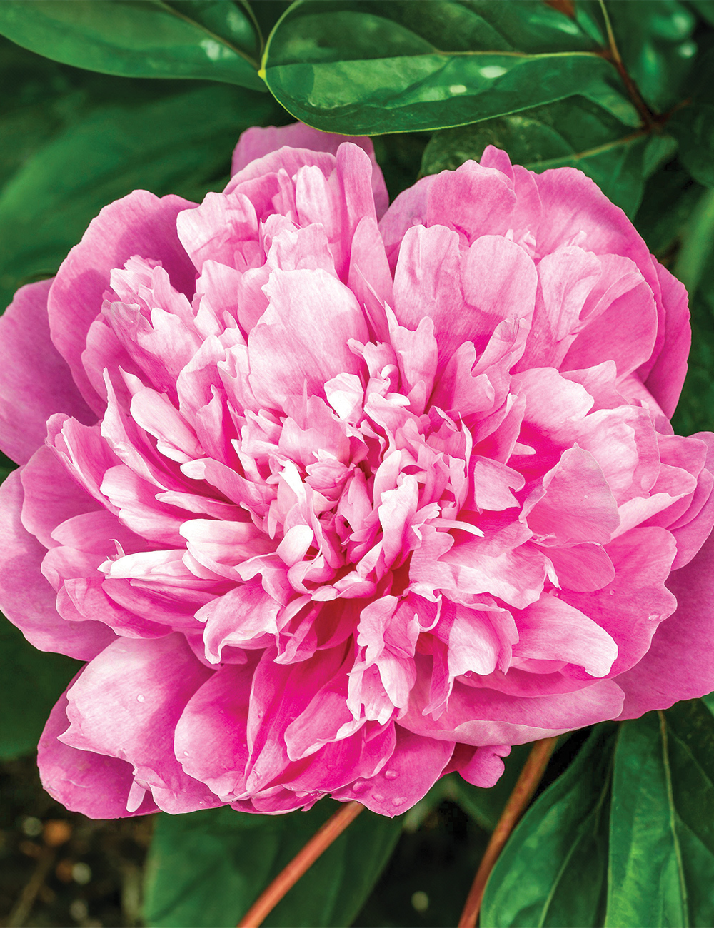 Peony Rose 'Pink Parfait'