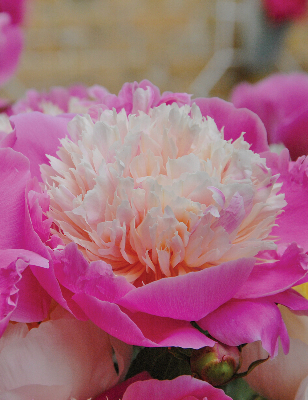 Peony Rose Pink Twinkle