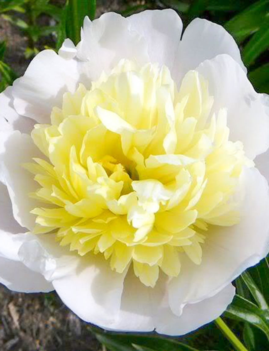 Peony Rose Primevere