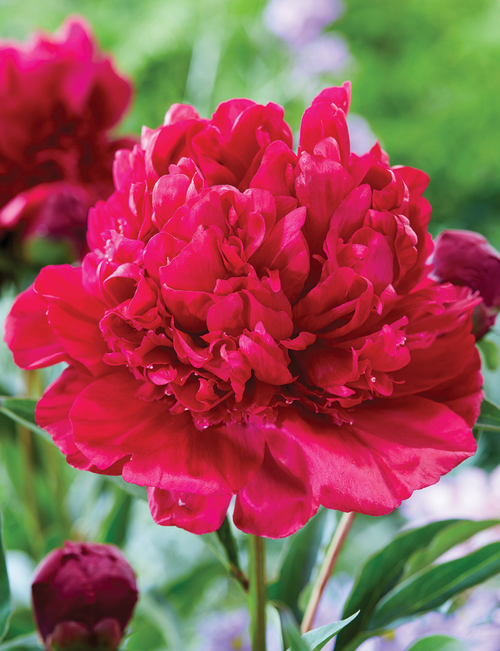 Peony 'Paul M. Wild'