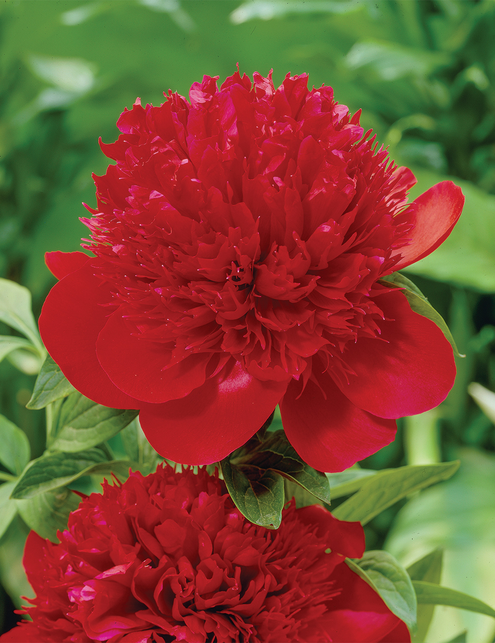 Peony Rose 'Red Charm'