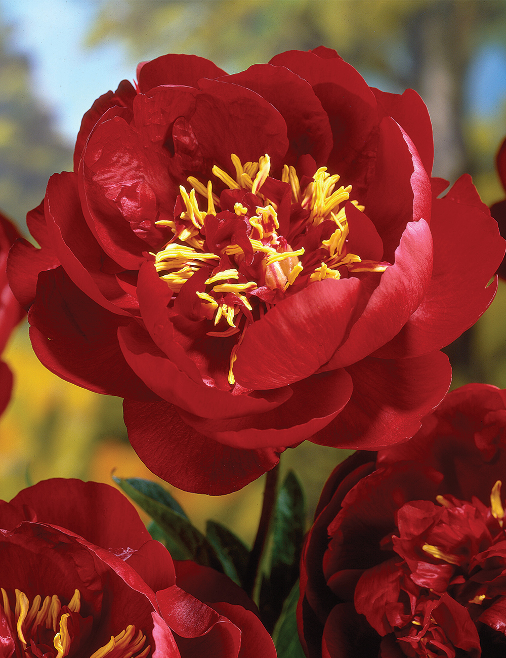 Peony 'Rosedale'