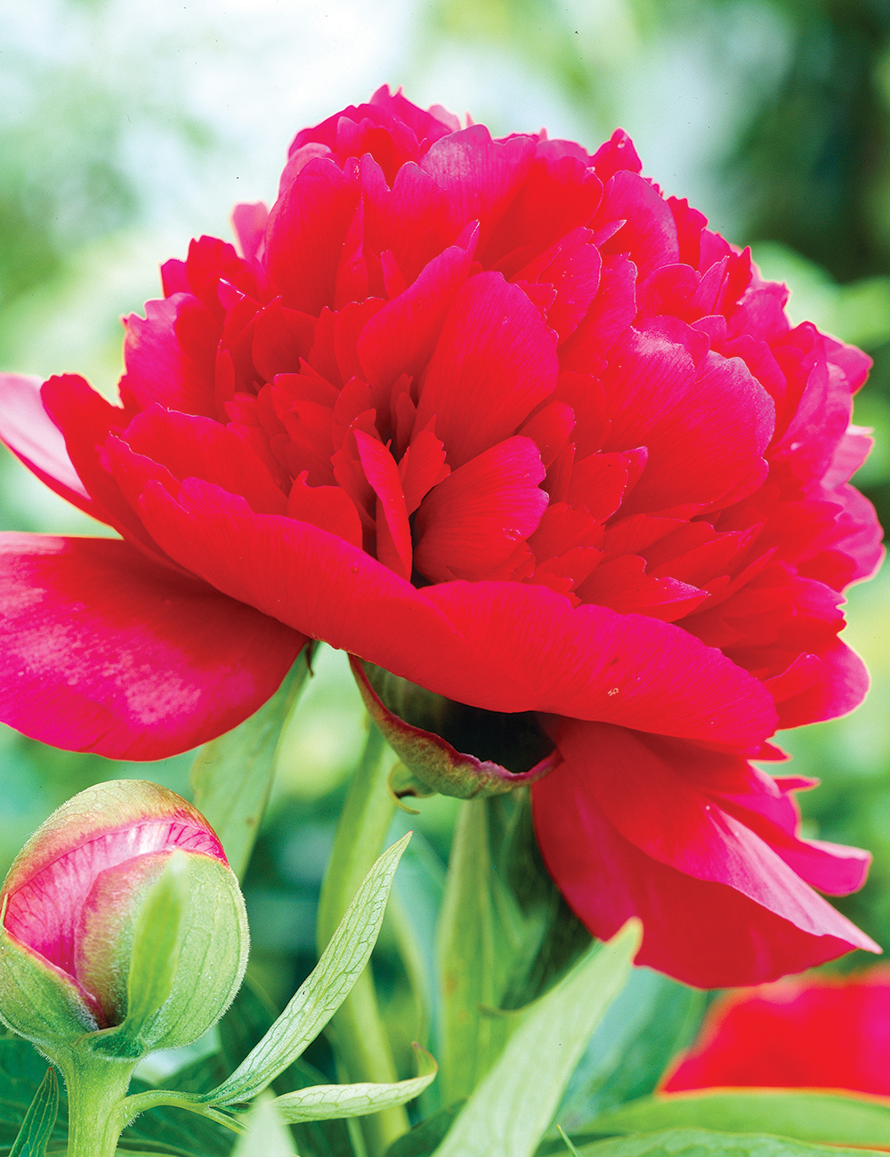 Peony Rose Rubra Plena