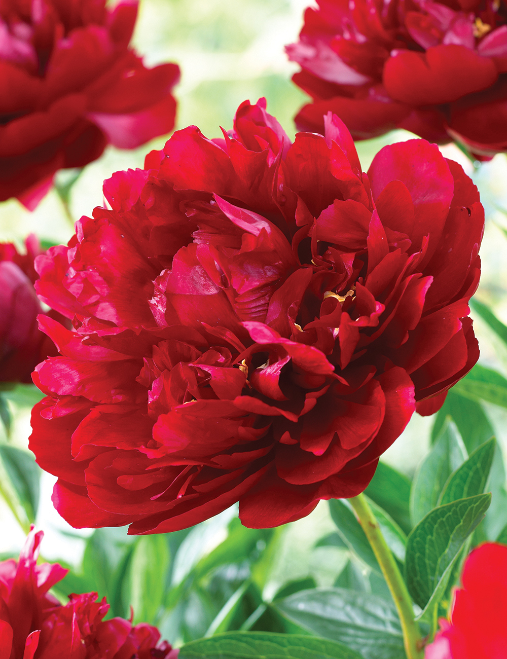 Peony Roses Red Robin