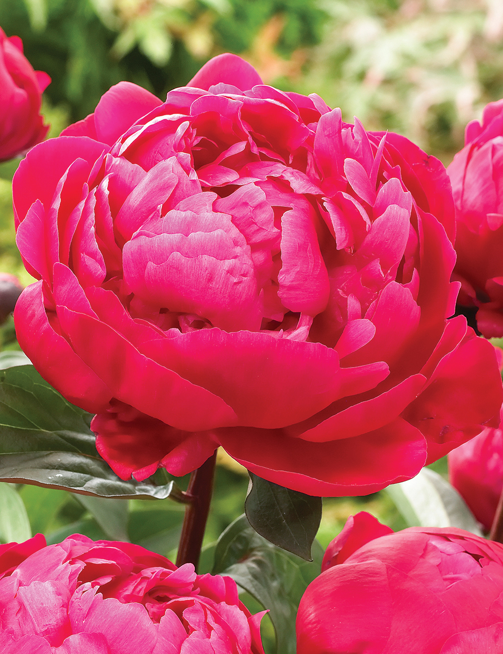 Peony 'Red Sarah Bernhardt'