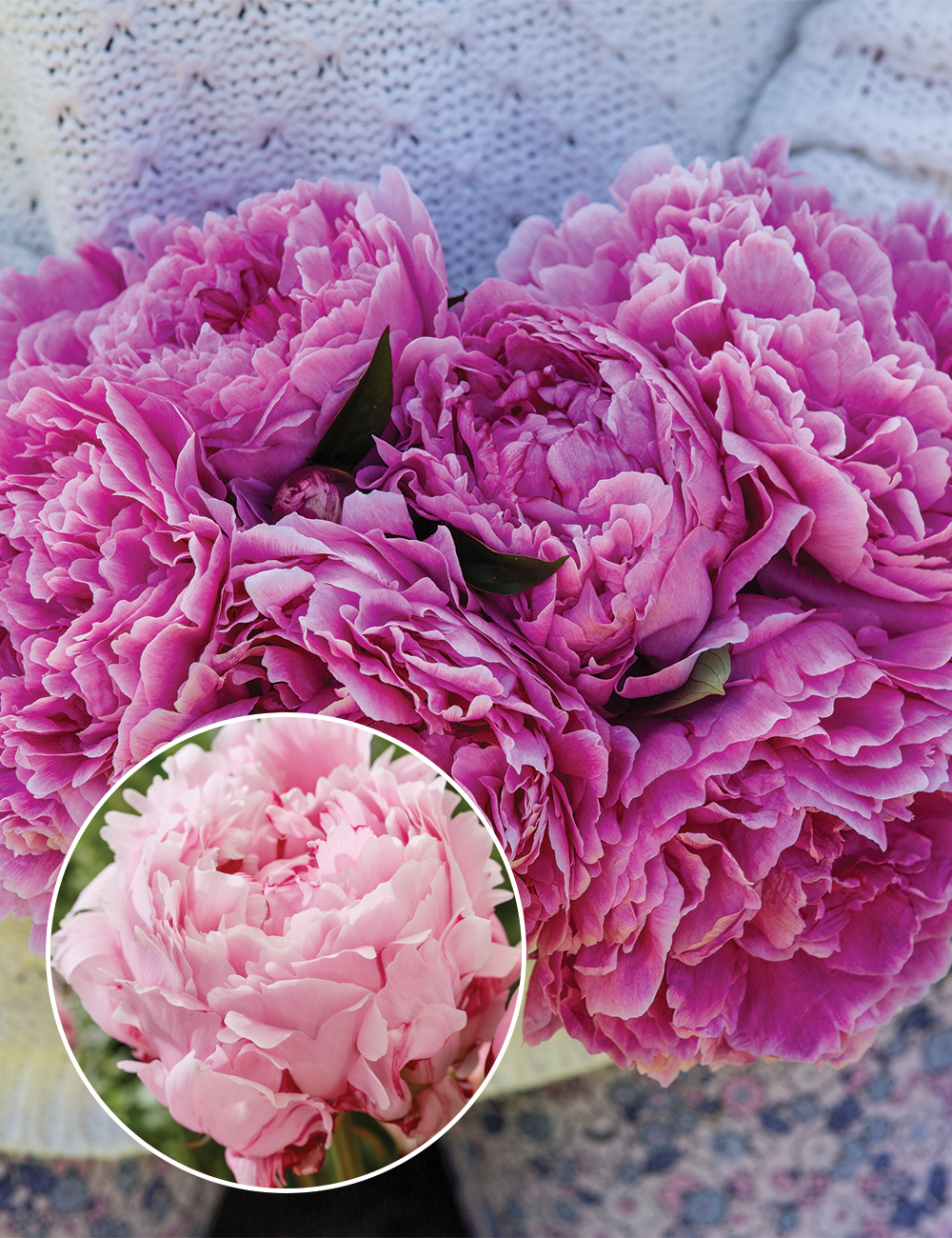 Peony Rose 'Sarah Bernhardt Sport'