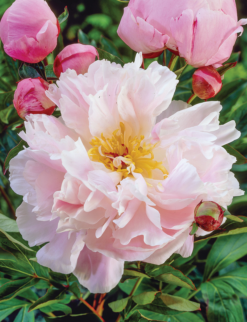 Peony 'Sandra Marie'